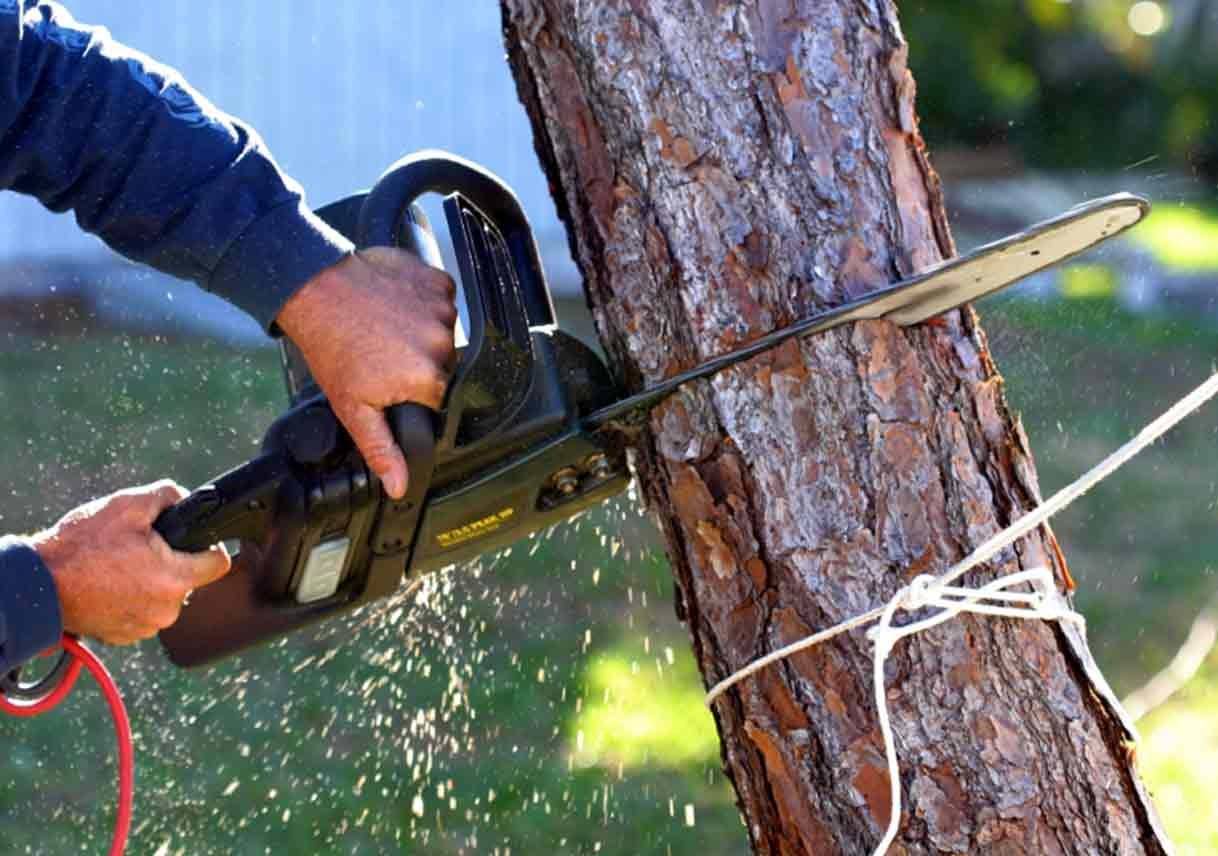 When Is It Time to Find Tree Removal Near Me?