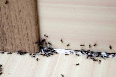 Most Common Pests in the Home