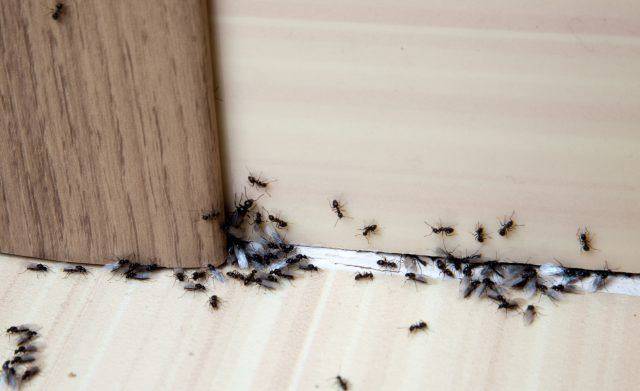 Most Common Pests in the Home