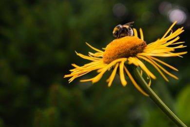 Organic Herbicides