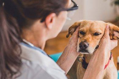 Ear allergy causes and remedies in Dogs