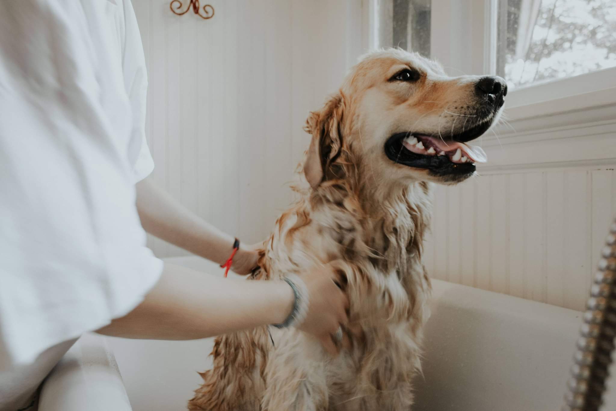 The Business of Dog Grooming: Mobile, Salon or Home?
