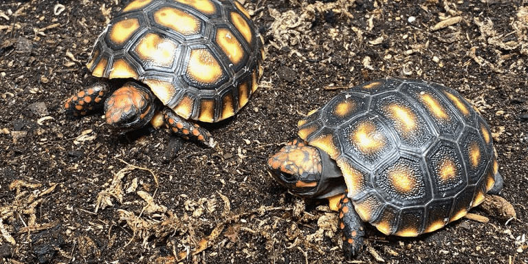 Why do people decide to have reptiles as pets?