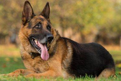 Why German Shepherds Are A Big Help To The Community