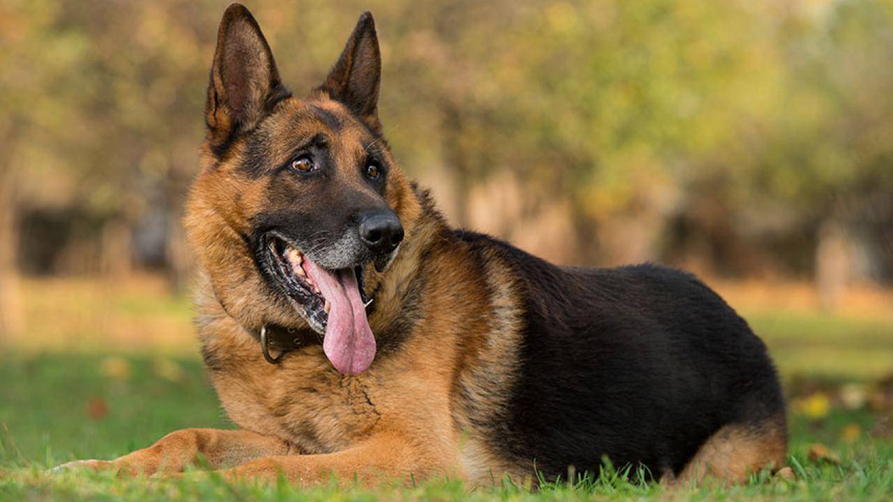 Why German Shepherds Are A Big Help To The Community
