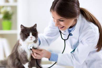 Skills Required to Become a Good Veterinarian