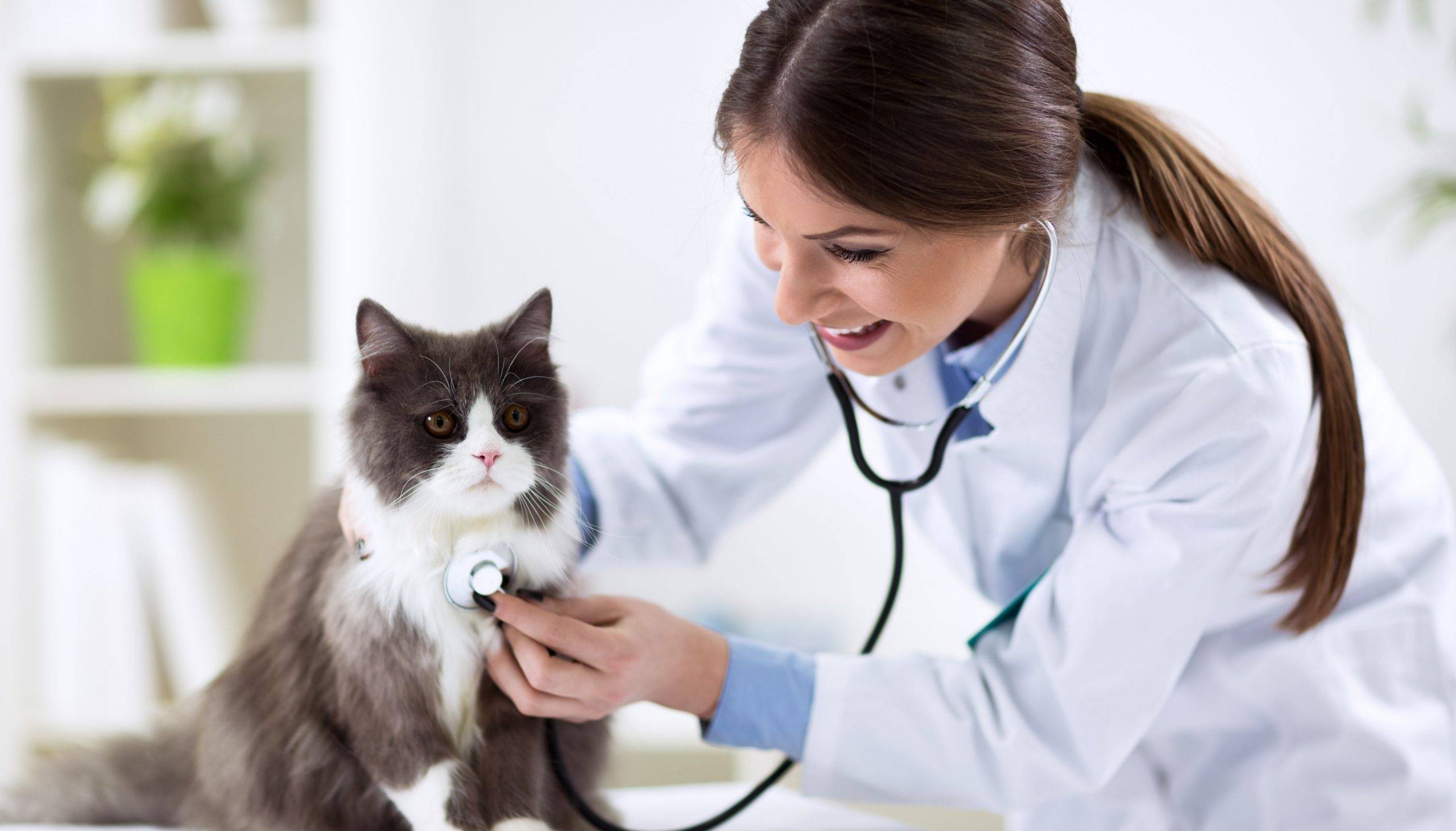 Skills Required to Become a Good Veterinarian