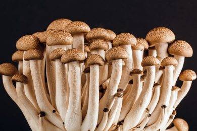 Where Can I Buy Psilocybin Mushrooms Legally?