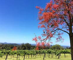 Winery Tours Brisbane: A Journey Every Wine Enthusiast Must Experience