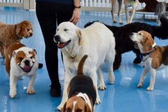 Dog-Friendly Daycare: What You Need to Consider