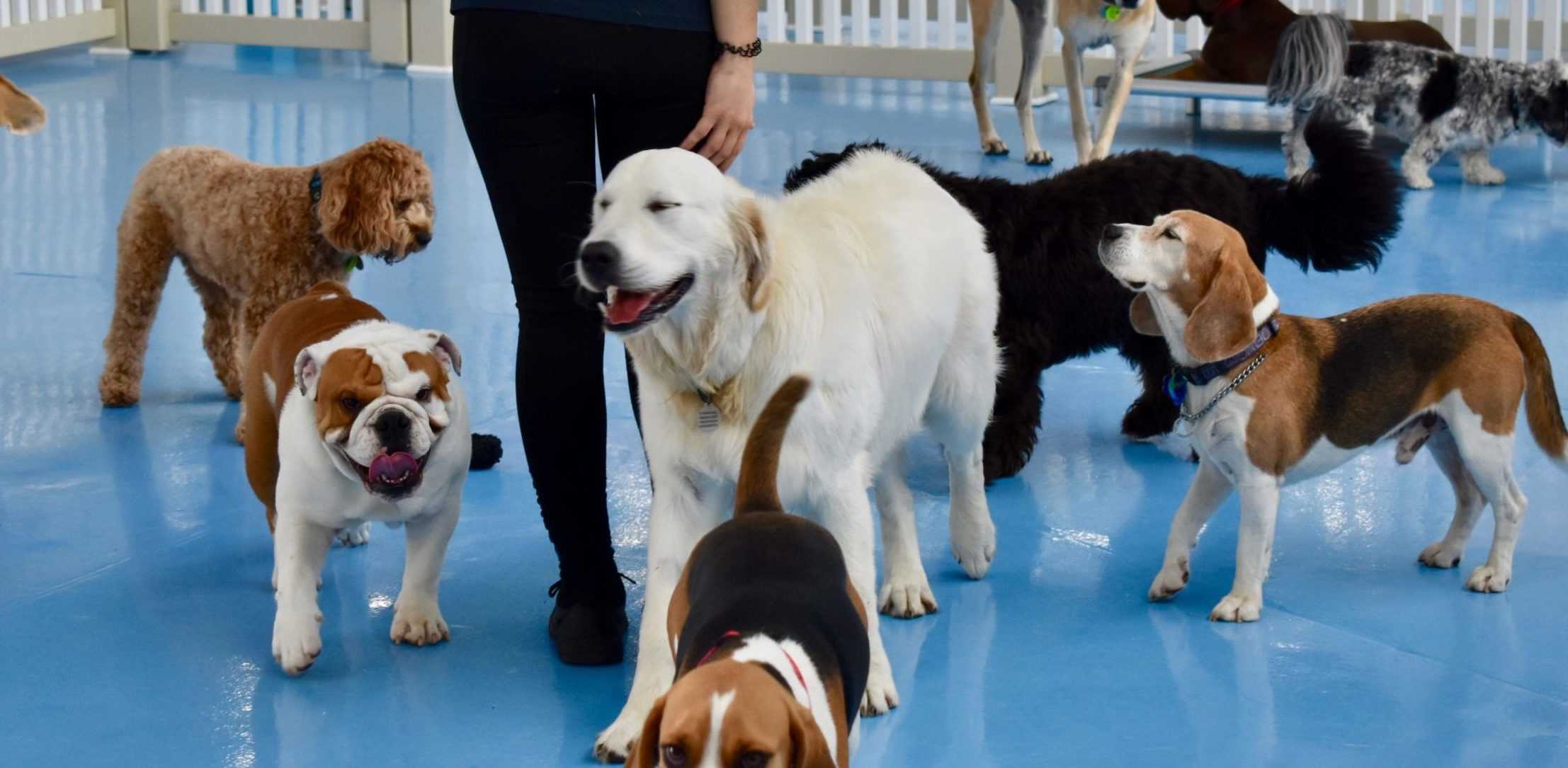 Dog-Friendly Daycare: What You Need to Consider